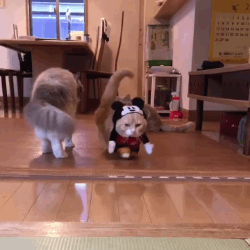 cats,cats in costumes,soo,animals in costumes