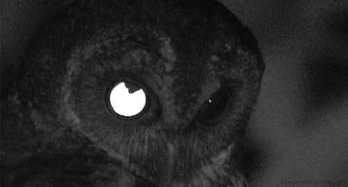 black and white,owl,animals,eyes,dark,bbc,the dark