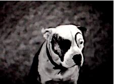 spanky,dog,little rascals,black and white,our gang,film,ears,hal roach,alarmed,movie short,pete the pup