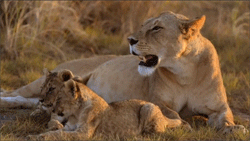 predator,lion cub,cat,animals,nature,bbc,big,lion,wild,cub,wildlife,bbc africa,feline,big cat,mammal,wild cat,wild cats,panthera leo,africa bbc