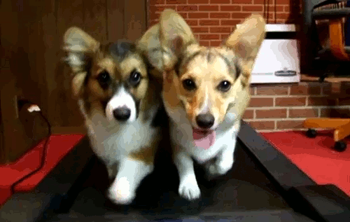 dog,puppy,puppies,reactions,i work out,running,exercise,treadmill,working out,corgis