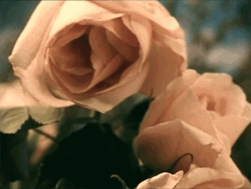 flowers,rose,pink,wind