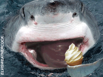 shark,ice cream,lick,animals,stupid