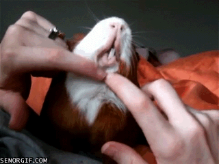 guinea pigs,animals,cute,scratches