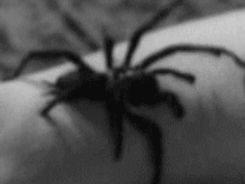 Nosferatu Spider