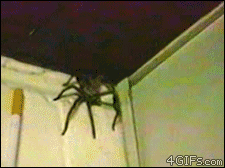 Видео убей паука. Прыгающий паук. Самый большой прыгающий паук.