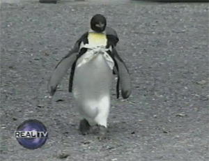 animals,walking,penguin,neck tie