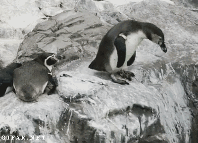 Пингвин гифка.