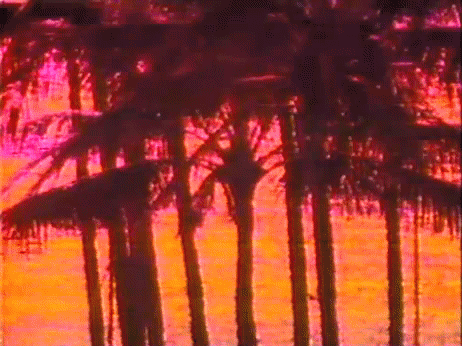 palm trees,80s,retro,pink,beach,california,paml trees