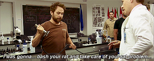 bash your rat charlie kelly its always sunny