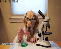 scientist,dog human,animals,dog,moving,human,shaking,holding