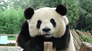 animals,cute,animal,adorable,panda,panda bear,chilled panda