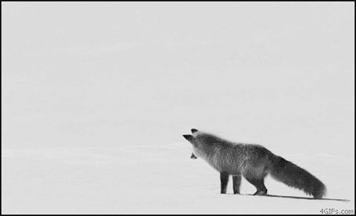 black and white,fox,nature,animal,amazing,snow