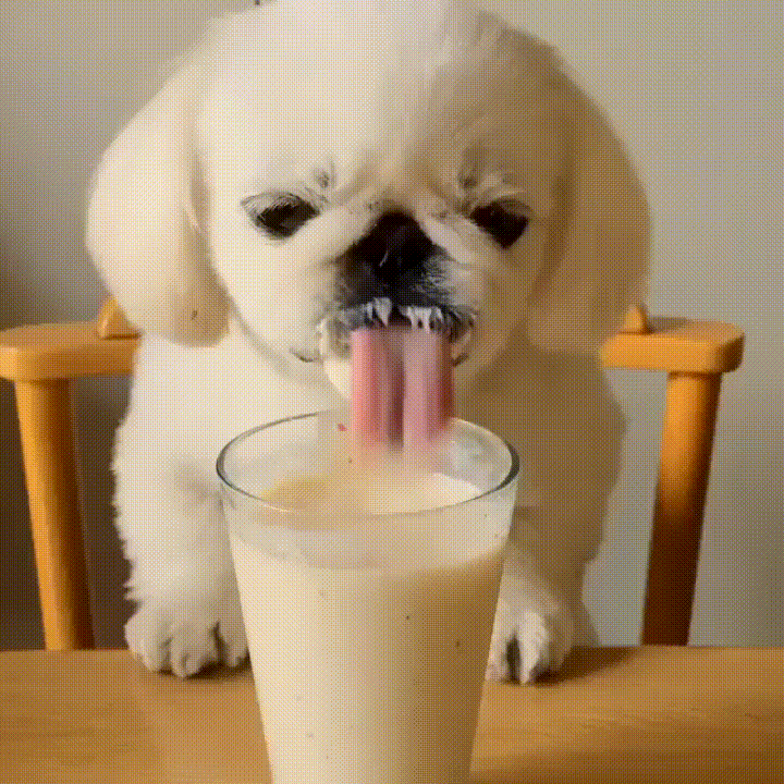 dog,loves,milkshake