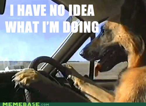 i have no idea what im doing,animals,dog,memes,driving