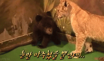 animals,scared,bear,lion