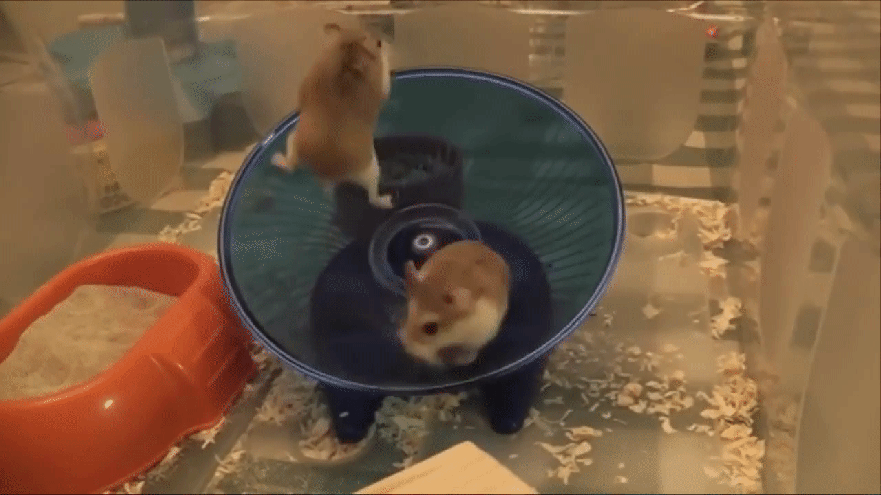 Animated GIF: hamster wheel hamsters.
