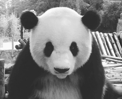 panda,bambu,tongue,sleepy,pandita,bambu eaters,panda freak,panda drawing