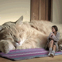 big cat