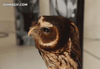 funny,cute,adorable,owl,mixed,movement,eyelids