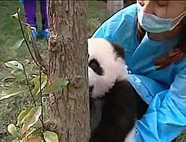 panda,baby panda