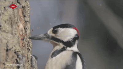 woodpecker,tree