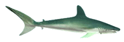 transparent,shark