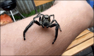 gross,scary,spider