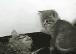cat fight,kitty,cat