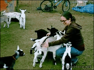 gang,woman,goats