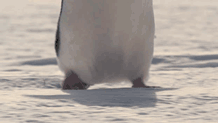 penguin,not my,hugs,look at it looks like its coming for your soul hahahahahaha,seriously though you guys are all amazing