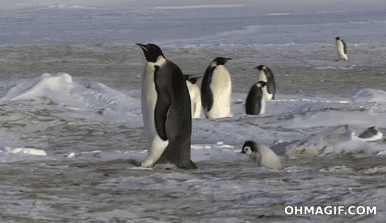 penguin,animal fail,slipping,fail,funny,animals,cute,fall,walking,kid,ice,mom,adult