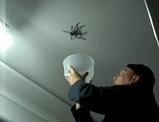 animals,time,scared,spider,attacking