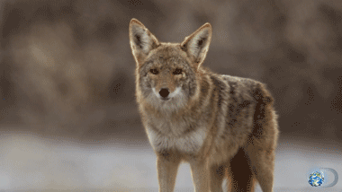 coyotes,zoology,science,documentary,death valley