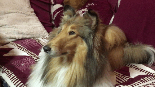 collie,dog,reveille,looks at camera,texas am
