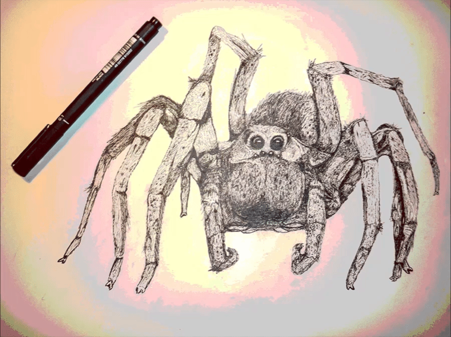 art,photoshop,paper,spider,ink,pen,sketchy