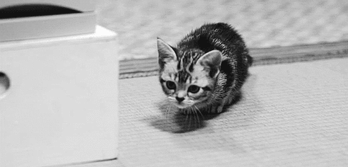 cat,black and white,animals,kitten,kitty,kittens