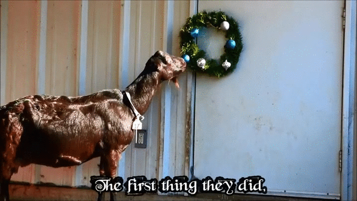 animals being jerks,goats,wreath