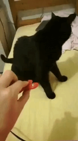 black cat,fidget spinner,cat,defeated