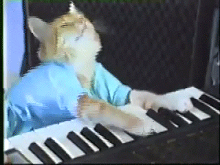 keyboard cat,play,piano