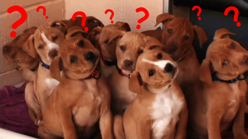 question,dog,what,confused,puppies