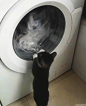 cat,crazy,laundry