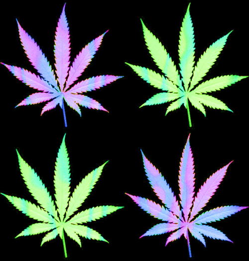 psychedelic,marijuana,weed,plant