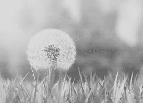 wind,dandelion,flowers,black white,whinsper
