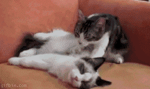 cat,cat love,cat massage,massage