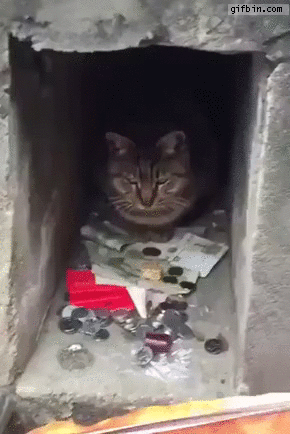 money,cat,human