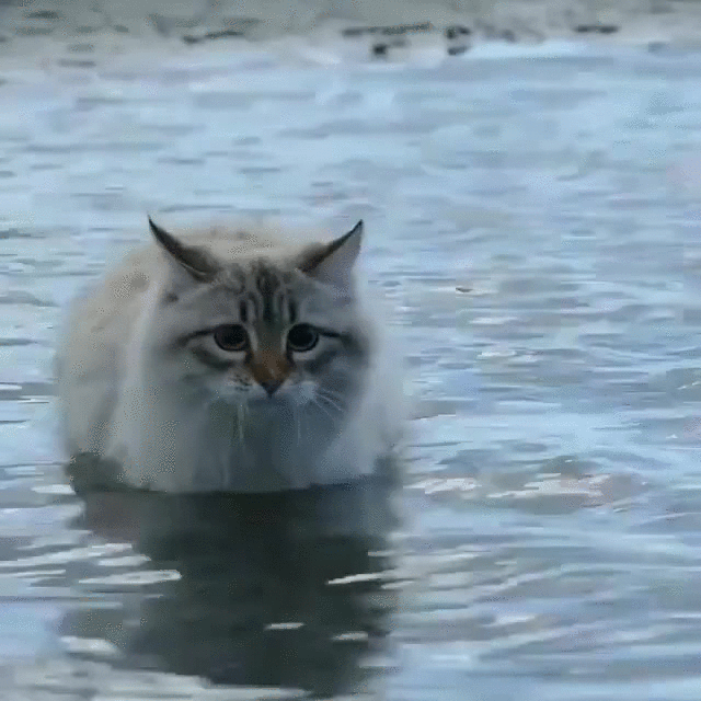 cat,beach