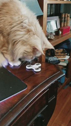 spinner,cats,playing,fidget