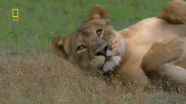 lioness,funny,nature,lion,lions,national geographic,wild nature