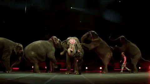 circus,elephants,ringling bros,asian elephants,barnum bailey